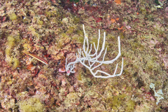 Eunicella singularis