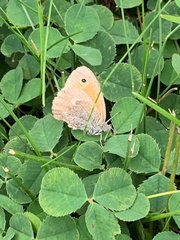 Coenonympha california