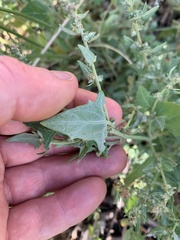 Atriplex prostrata