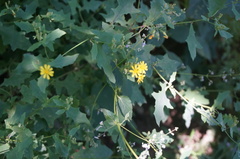 Crepidiastrum denticulatum