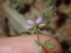 Spergularia