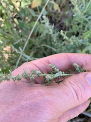Atriplex prostrata