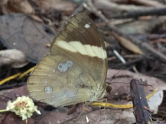 Xanthotaenia busiris