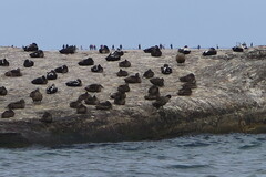 Somateria mollissima