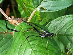 Pelecinus polyturator