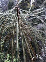 Pseudopanax crassifolius