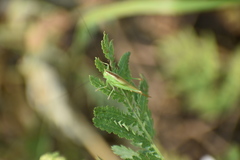 Conocephalus fuscus