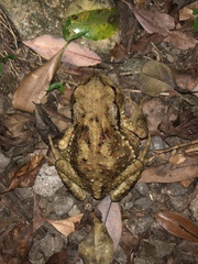 Bufo bankorensis