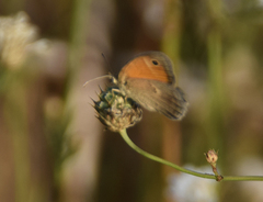 Coenonympha pamphilus