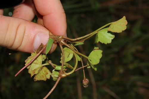 Centella image