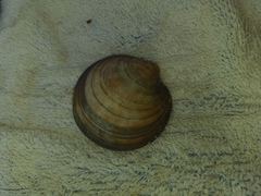 Dosinia exoleta