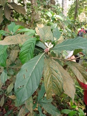 Chassalia curviflora