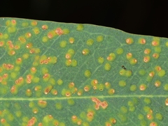 Closterocerus chamaeleon