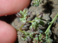 Polycarpon tetraphyllum