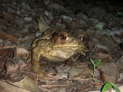 Bufo bankorensis