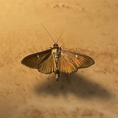 Cydalima perspectalis