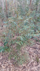 Eucalypteae