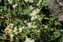Clematis brevicaudata