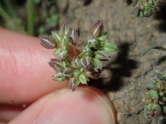 Polycarpon tetraphyllum