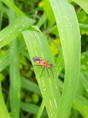 Dysdercus cingulatus