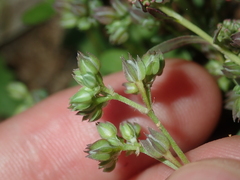 Polycarpon tetraphyllum
