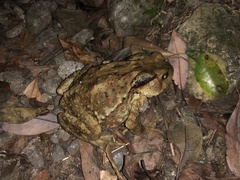 Bufo bankorensis