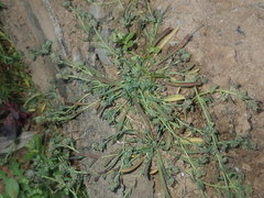 Polycarpon tetraphyllum