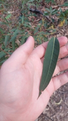 Eucalypteae