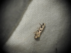 Nemapogon nevadella