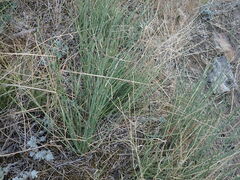 Ephedra distachya