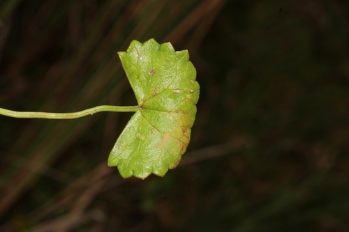 Centella image