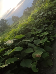 Pueraria montana lobata