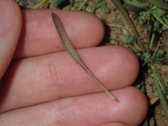 Polycarpon tetraphyllum