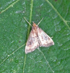 Pyrausta