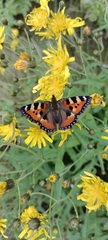 Aglais urticae