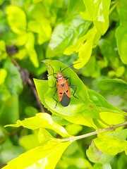 Dysdercus cingulatus