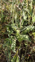 Pelargonium auritum auritum