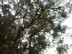 Angophora