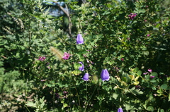 Adenophora polyantha scabricalyx