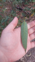 Eucalypteae