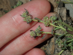 Polycarpon tetraphyllum