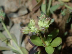 Polycarpon tetraphyllum