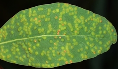 Closterocerus chamaeleon