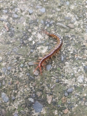 Scolopendridae