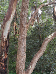 Angophora