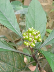 Chassalia curviflora