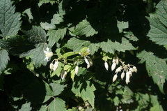 Clematis heracleifolia