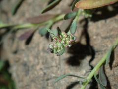 Polycarpon tetraphyllum