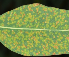 Closterocerus chamaeleon