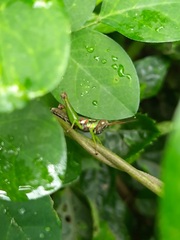 Pirithoicus ophthalmicus